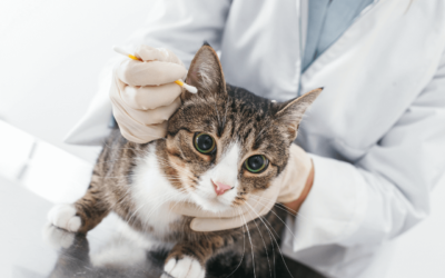 A cica fülatka tünetei és kezelése