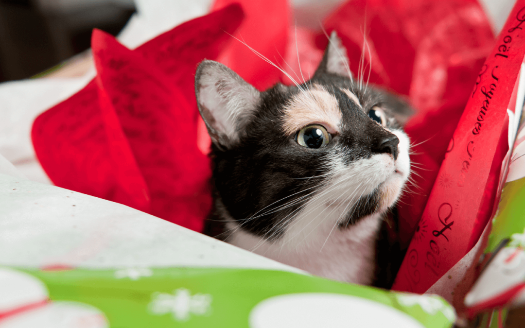5+1 ajándékötlet cicáknak karácsonyra